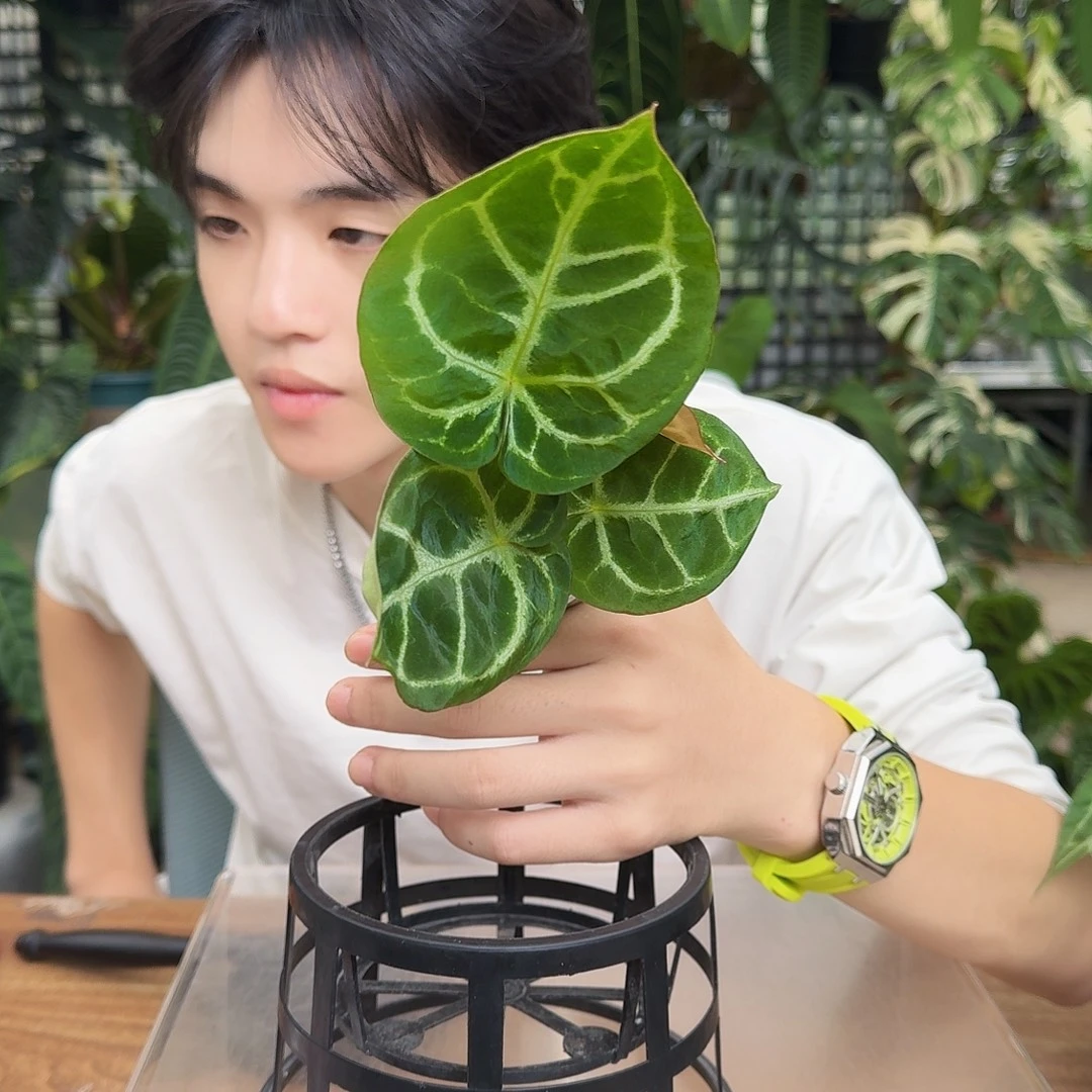 完全开放水晶开播福利大风车收到退差价J111