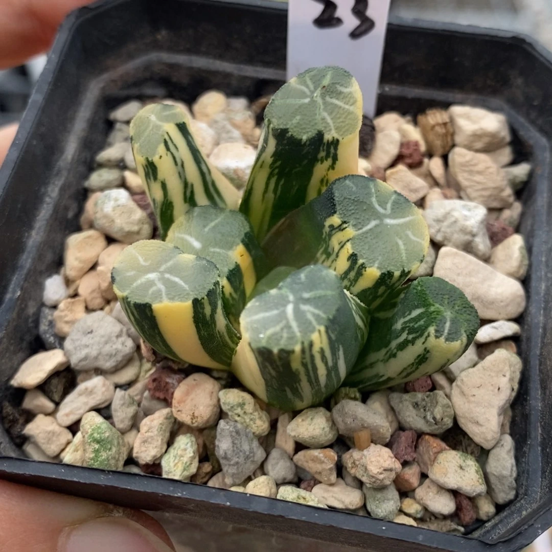 23号白妙万象锦多肉