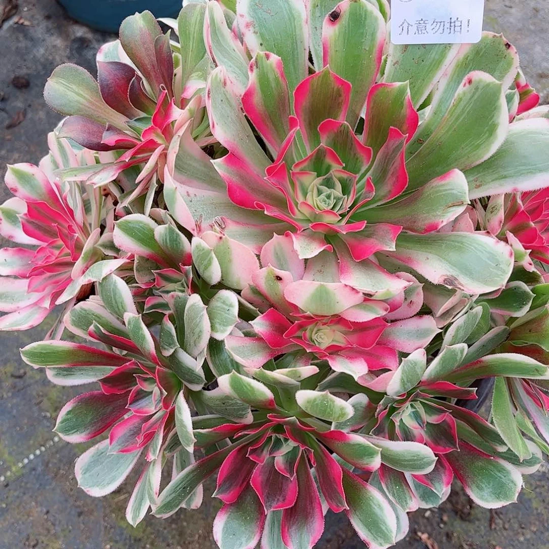 无花朵云*飘多肉植物176初恋