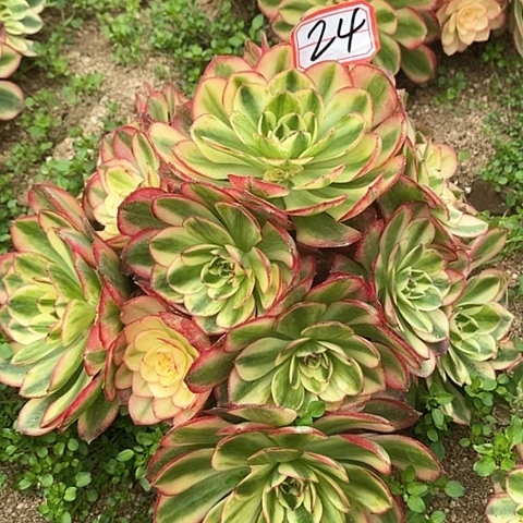 倾摇老桩捧花法师24