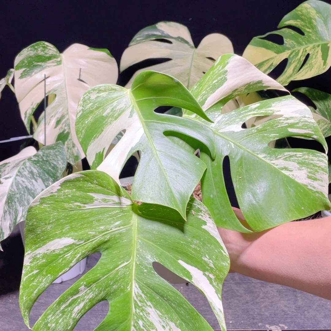 完全开放010白龟不包蕉叶和叶损