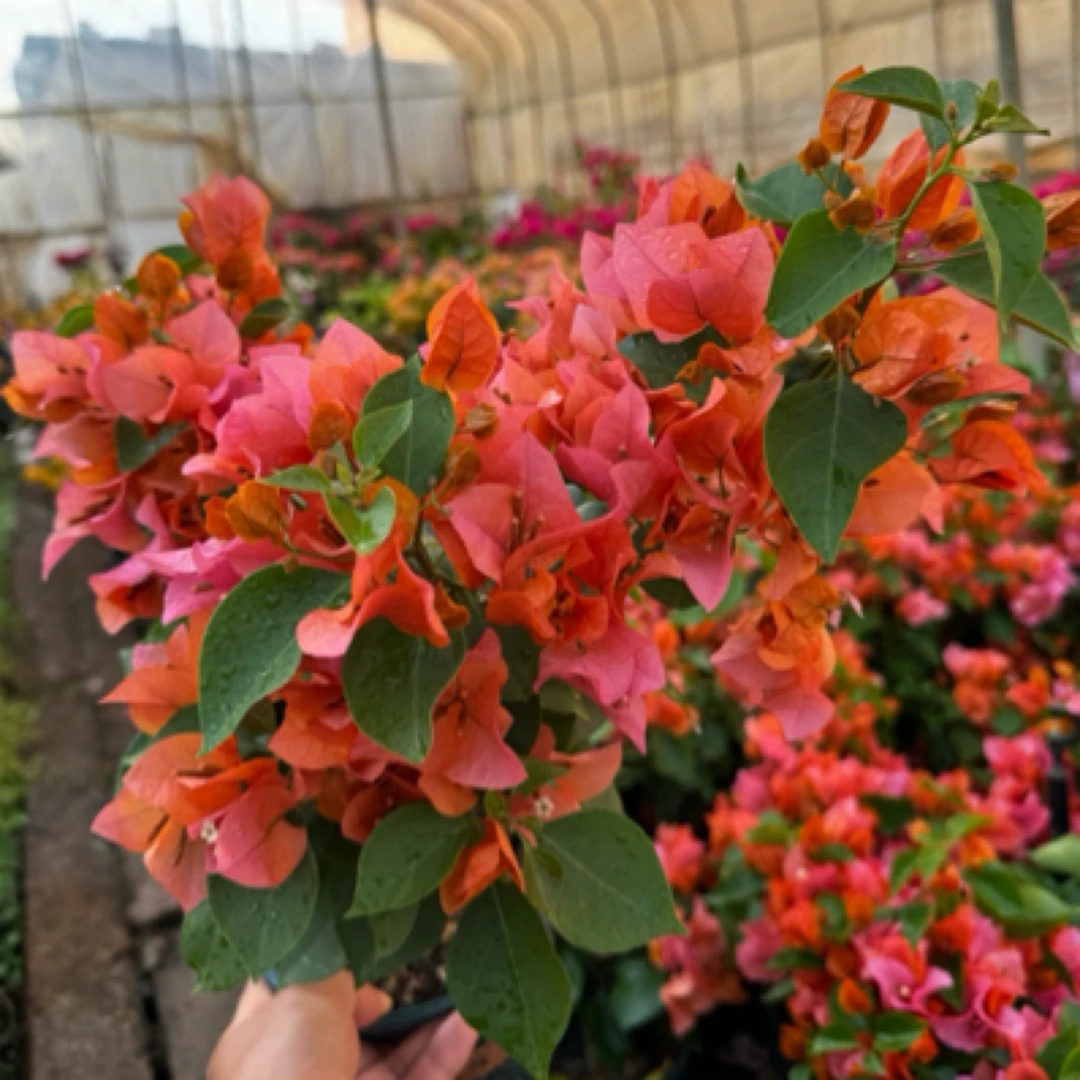 三角梅盆栽花卉橘红色勤花四季