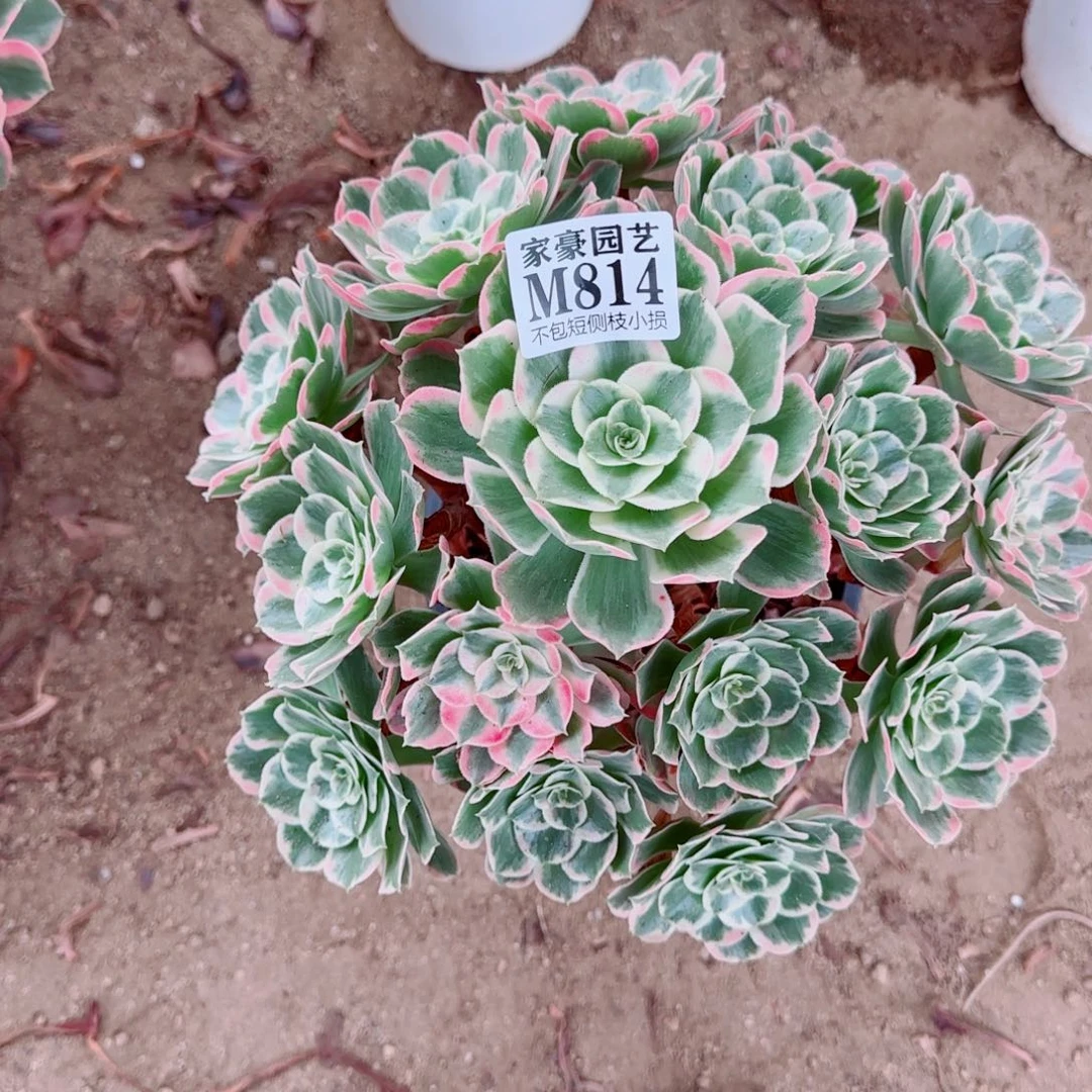 814发师多肉植物冠幅28