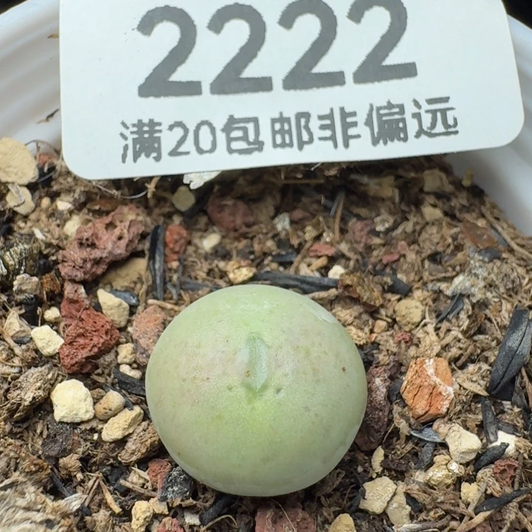 小拳拳带盆土。