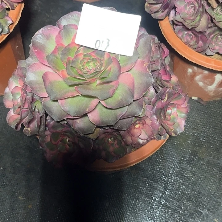 ꧁***꧂魅锦多肉植物保护013