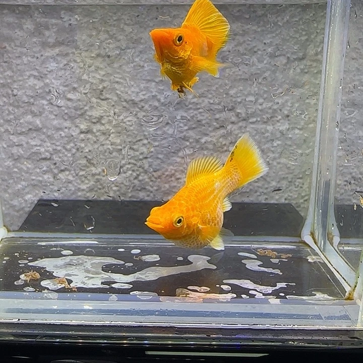 孔雀鱼高帆黄金玛丽。50号