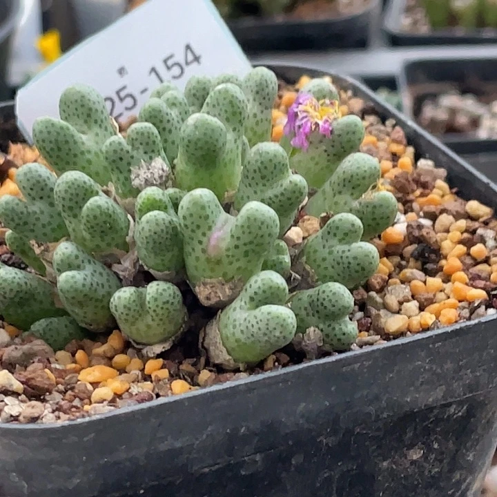 F***i25-154肉锥多肉植物