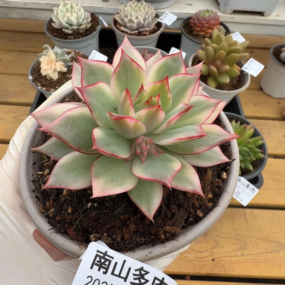 宝莲灯锦1111227-32