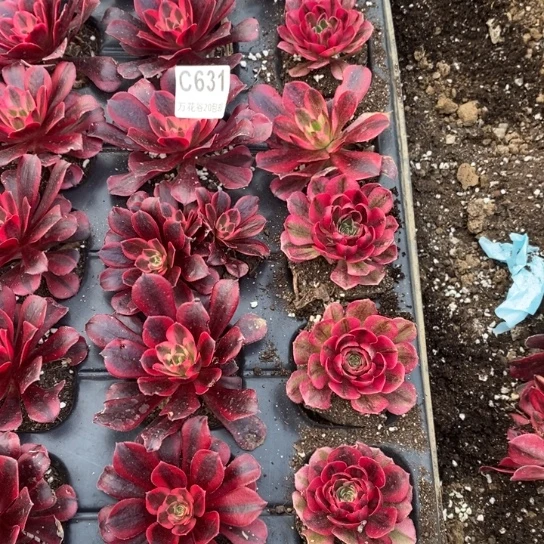 王*华631苗21棵多肉植物