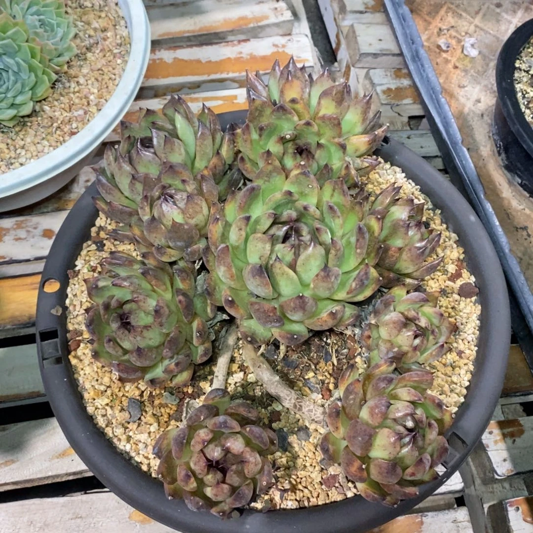 啊军喵多肉黑水晶手捧