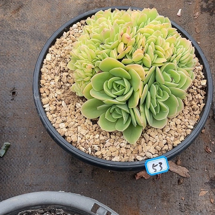 53星娜塔缀化一物一拍多肉