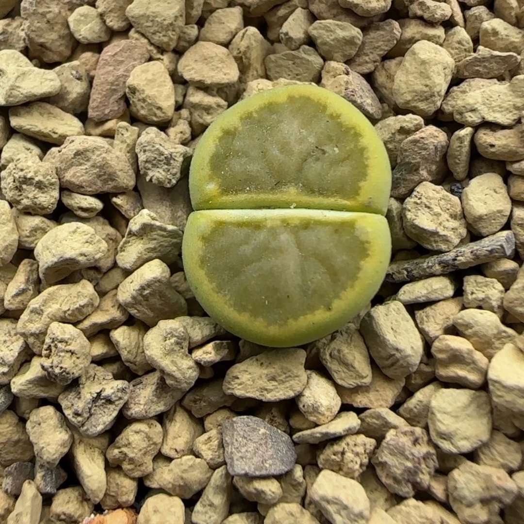 003 开播福利生石花大棚直播