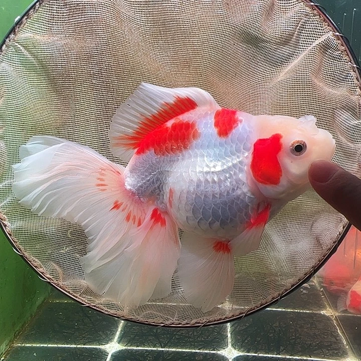 金鱼百褶泰狮压成14