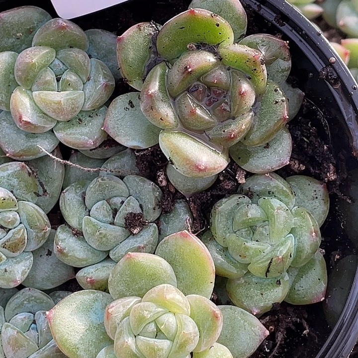 OTO多肉切糕优选dy2209