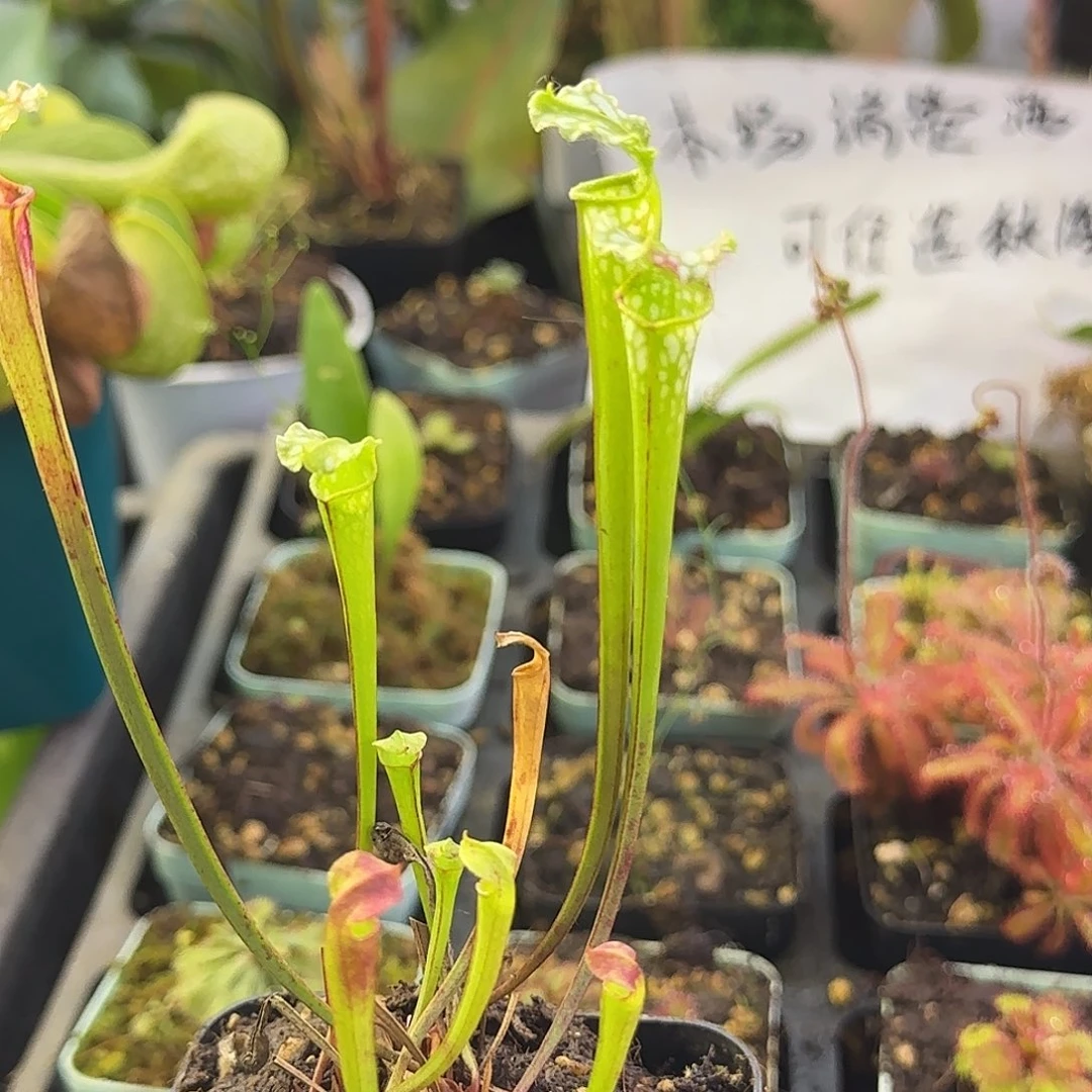 无花朵白飓风瓶子草