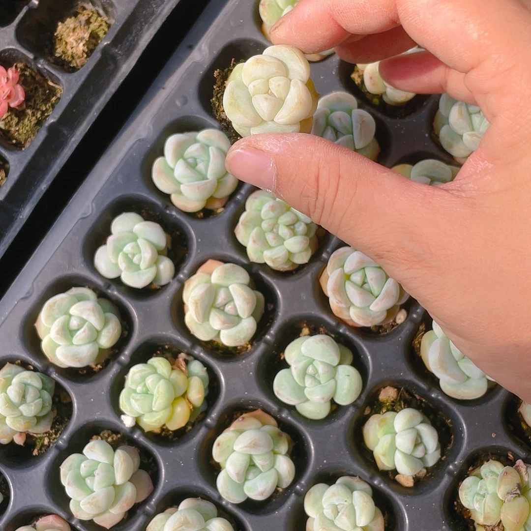 两个刚毅穴内棚个满25包邮