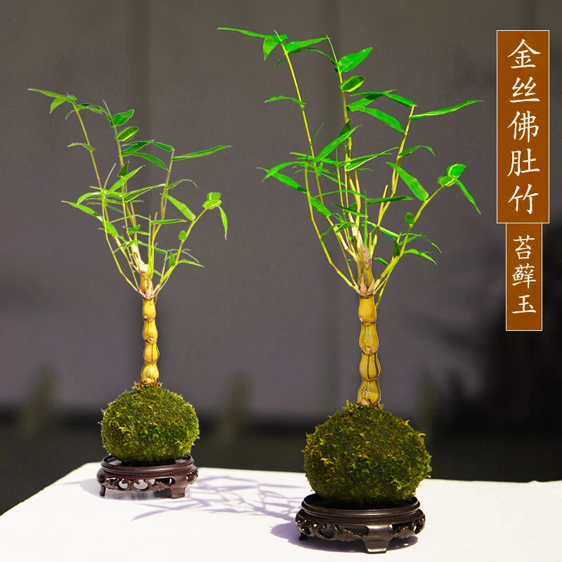 苔藓球金丝佛肚竹葫芦竹文人观赏禅意四季常青盆景竹室内盆栽绿植