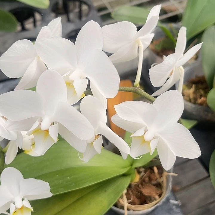 蝴蝶兰瑕疵小白花2.8