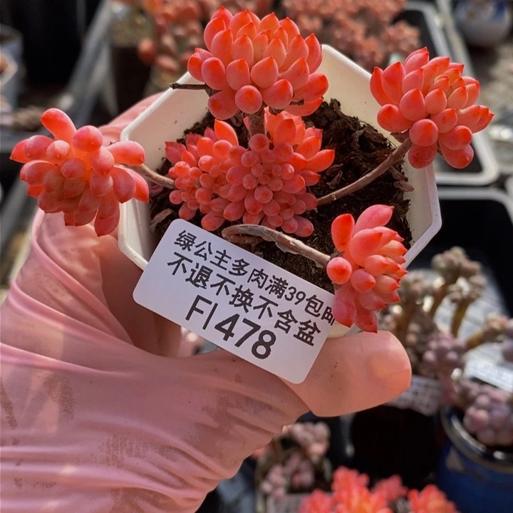 烟花6cm478多肉植物