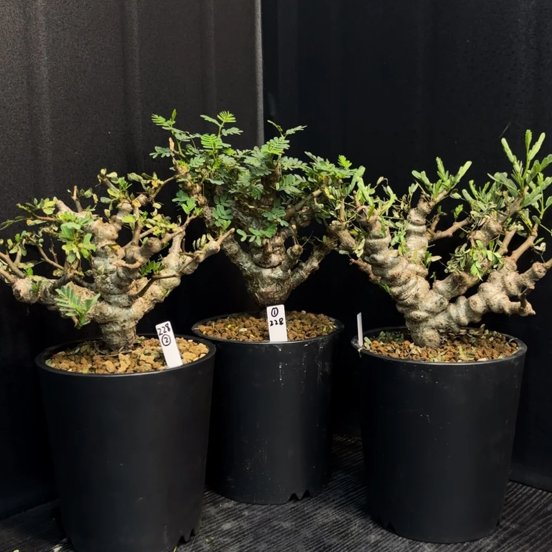 沙漠苏木带盆土任挑