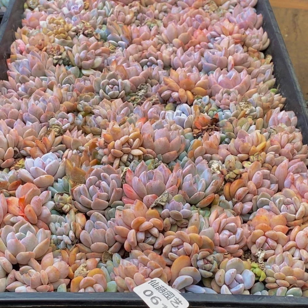 午***光061多肉植物保护研究所所长