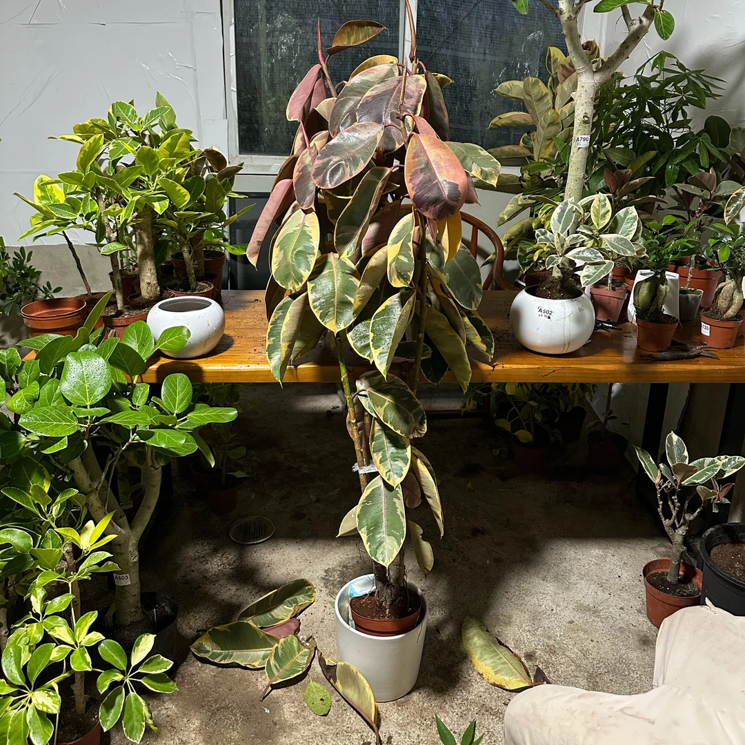 红叶橡皮树盆栽室内四季可养净化空气大叶观叶签收退回运费自付