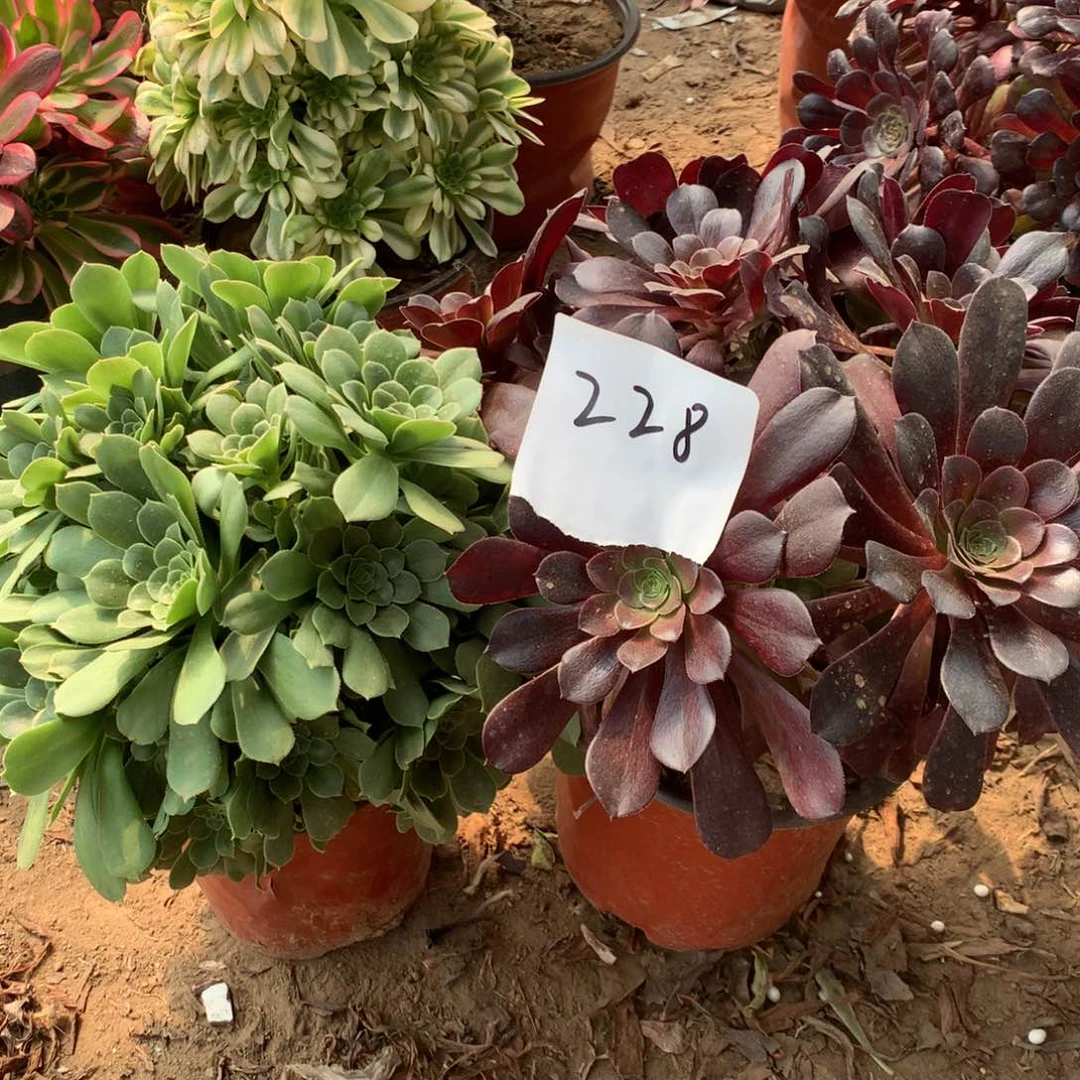 228多肉植物盆栽植物