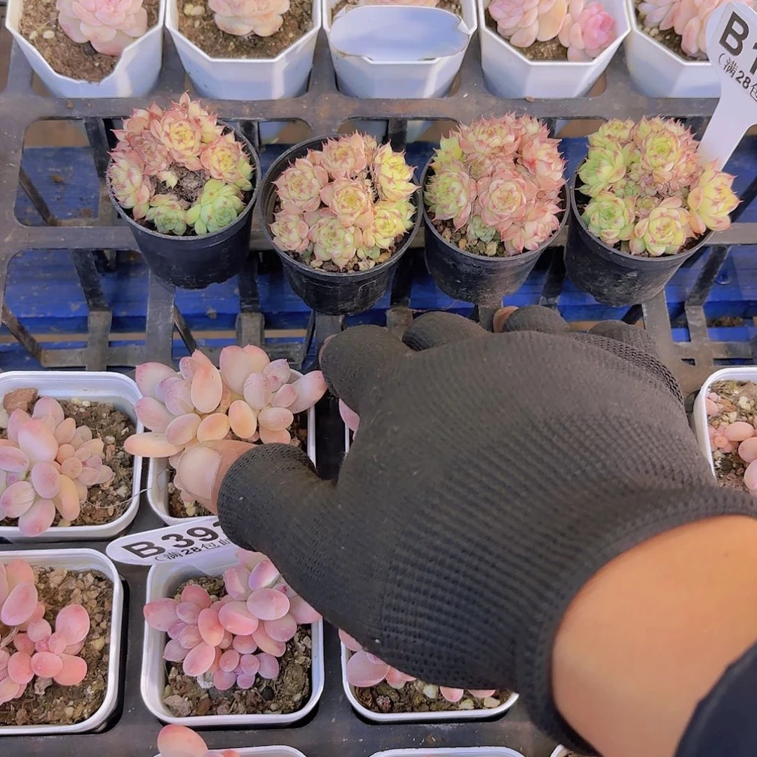 屁****?B108虞姬四颗一物一拍