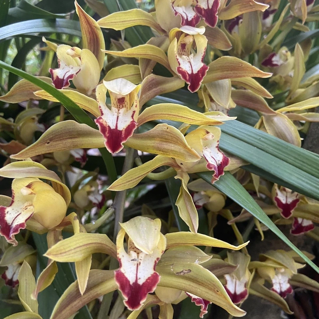 云南香花虎头红嘴鸥