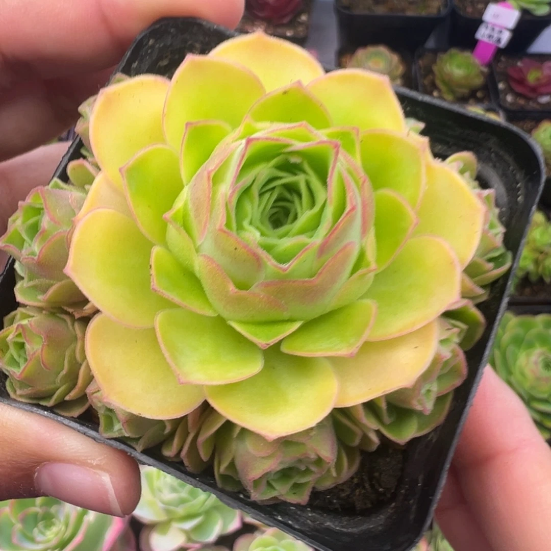 L32半城玫瑰福利手捧