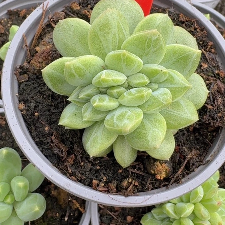 绿橙缀405多肉植物