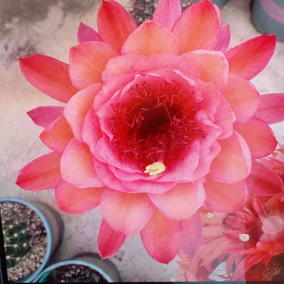 金妞 杏巨人 侧芽 满20包邮