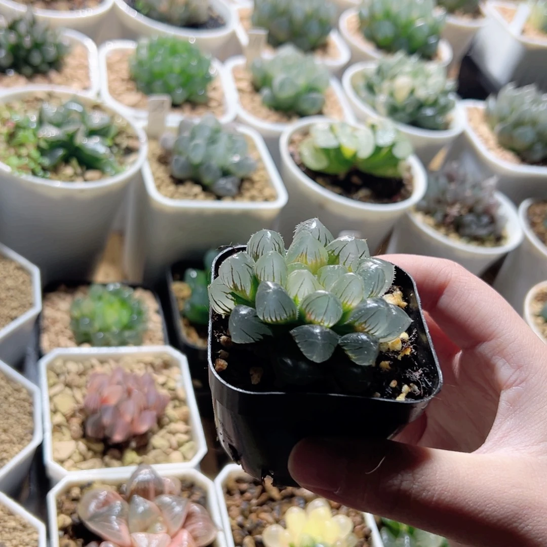 冰糯窗实生玉露多肉