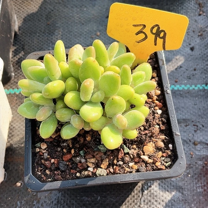 芒果奶399号码牌子的话
