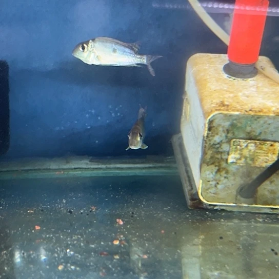 E***C慈鲷6-7黄纹关刀2只（7.18发）