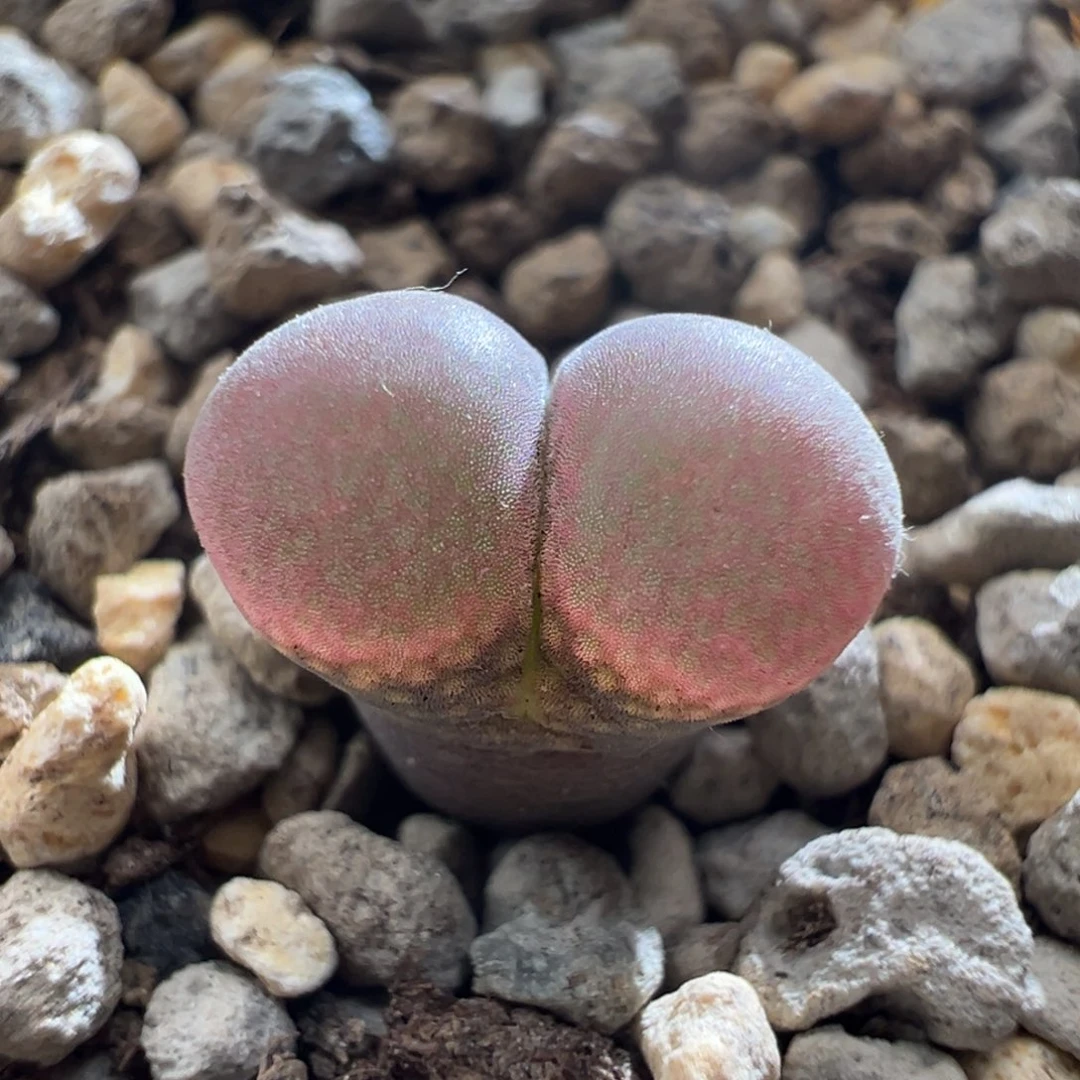 w/794 c10同属 2年。开白花。