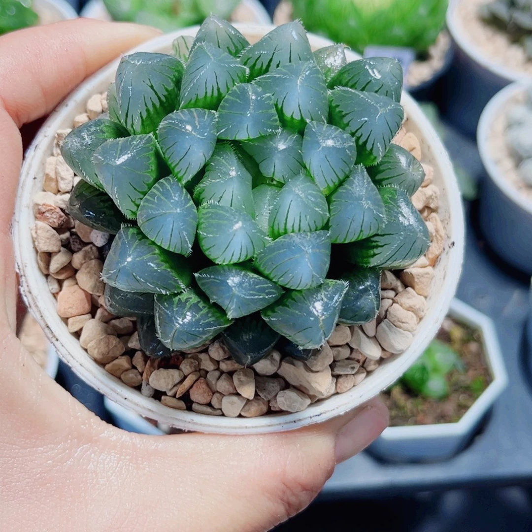 蓝镜玉露多肉植物6666