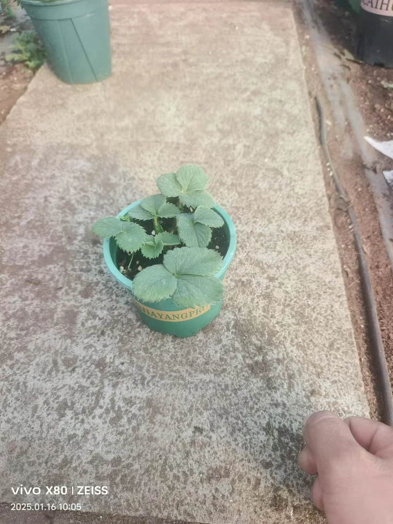 真红美玲100口径1盆