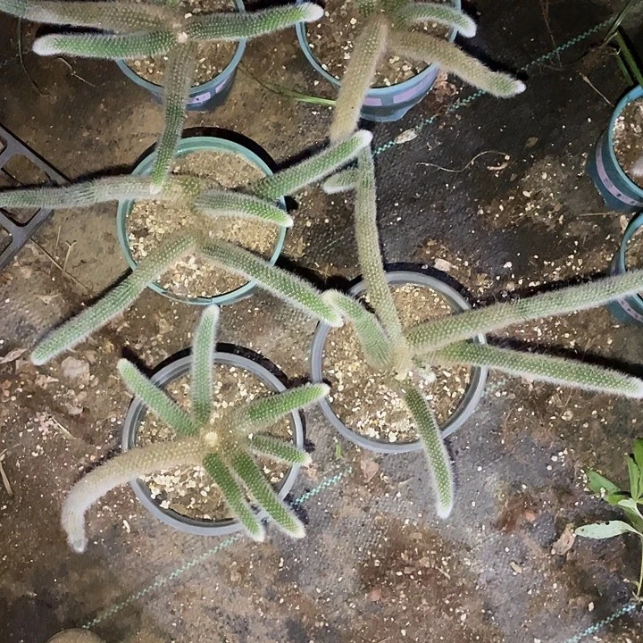 圆***点九尾狐群生5颗一组