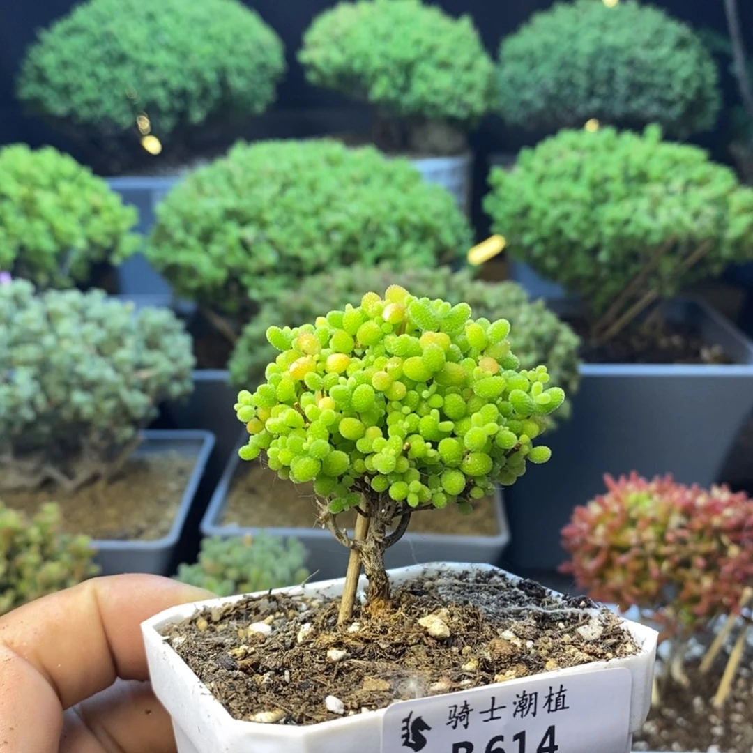 614精控蜜橘糖球