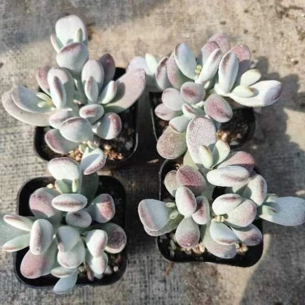 乒乓福娘 多头 精品大群生萌肉办公室多肉组合花卉盆栽绿植