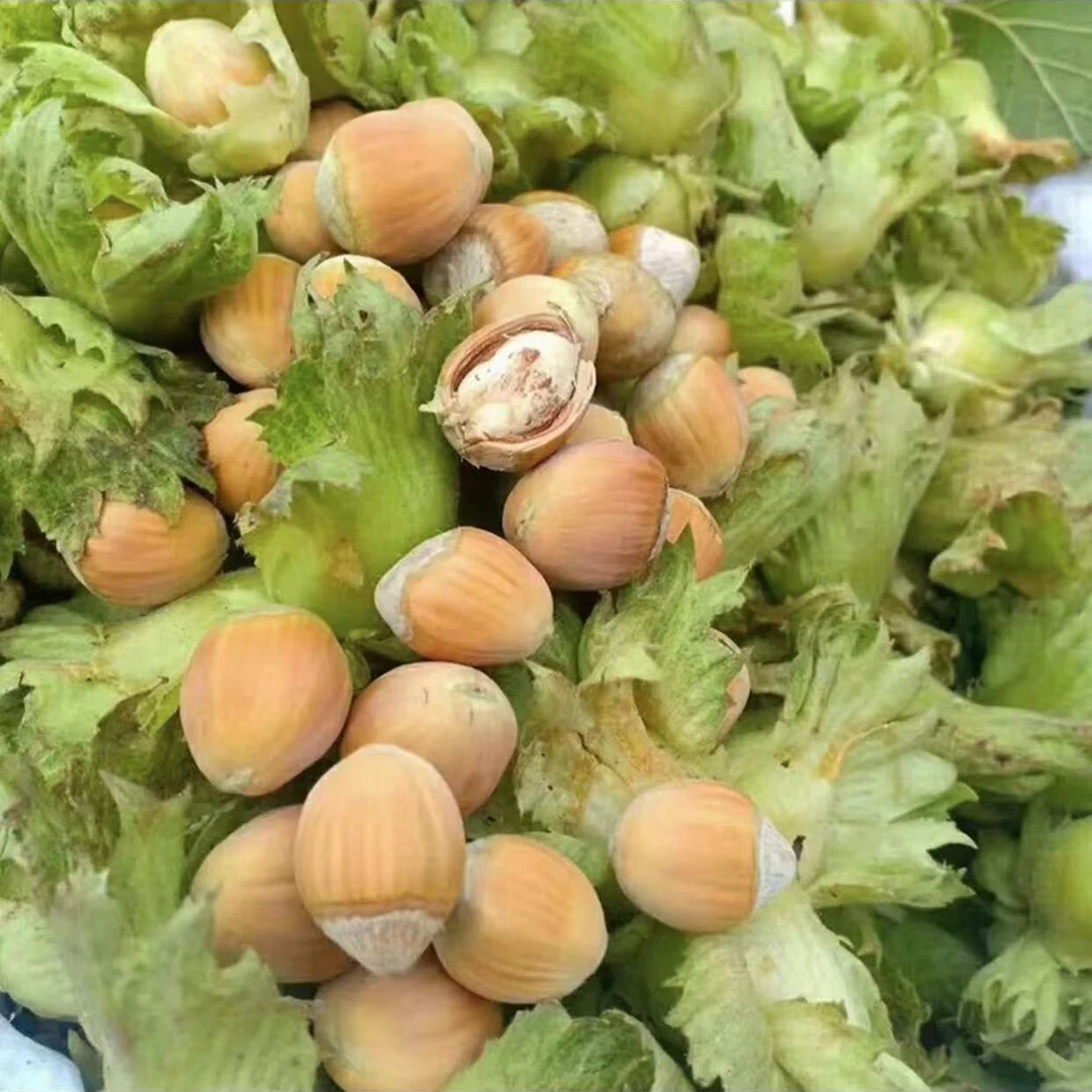 新鲜东北水瓤青皮大榛子水仁饱满新鲜榛子