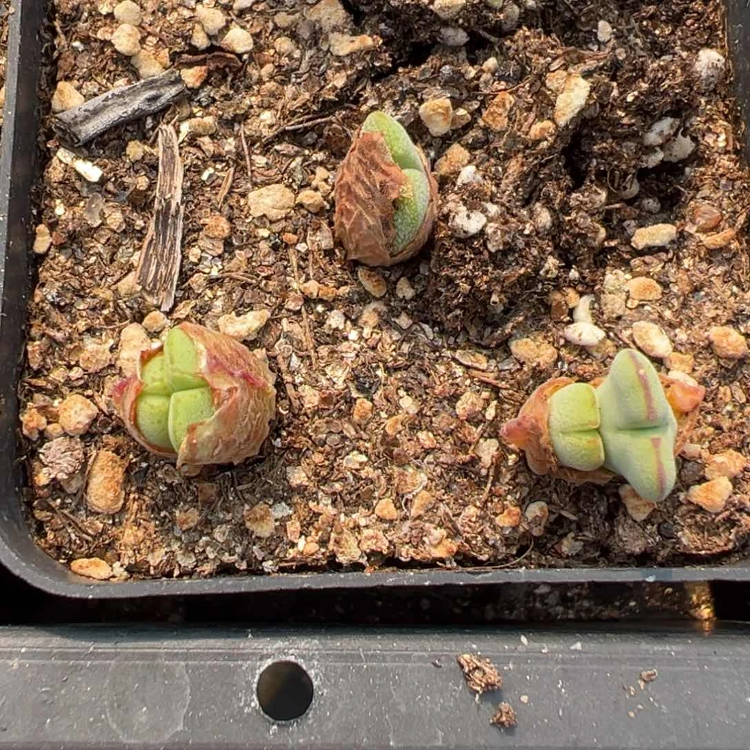 28-177毛将多肉植物，