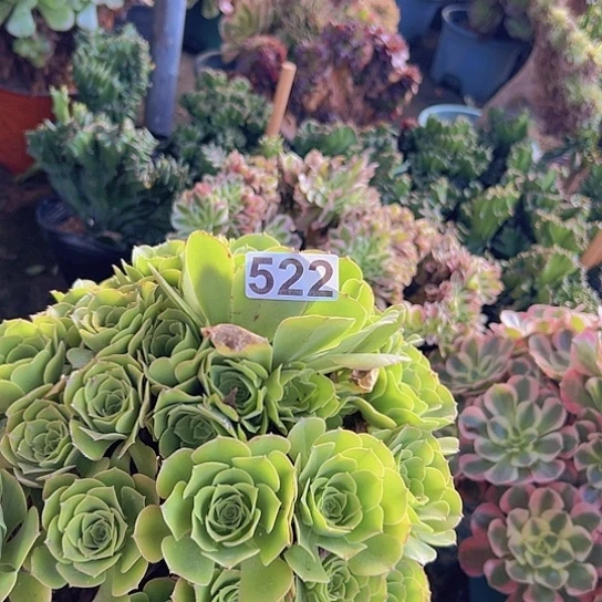 心***水多肉植物一个绿玫瑰