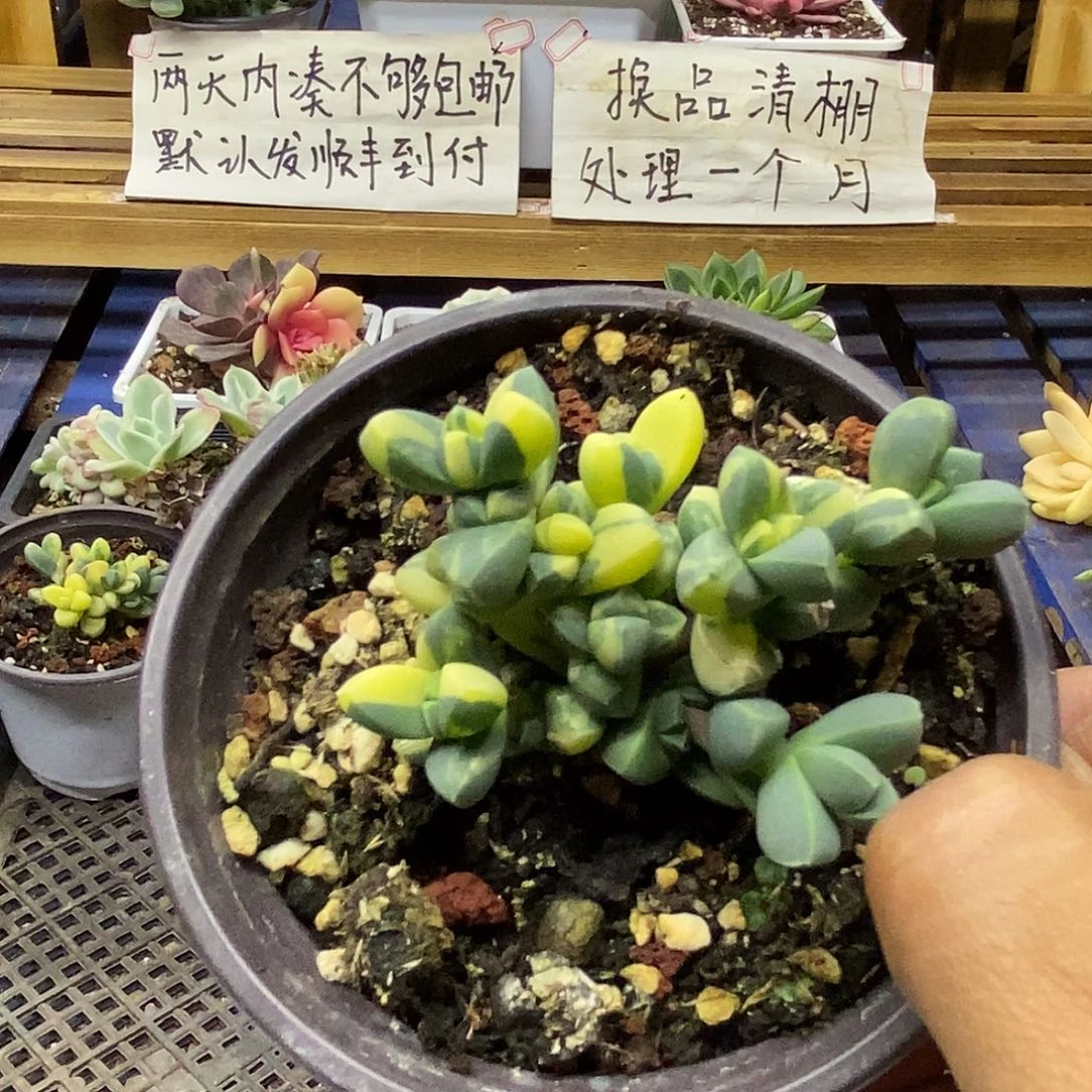 29104 鹿角海棠锦