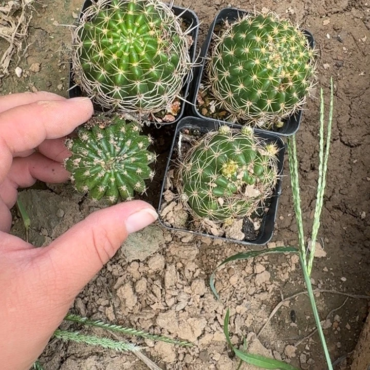 353丽花根4个坏了斑