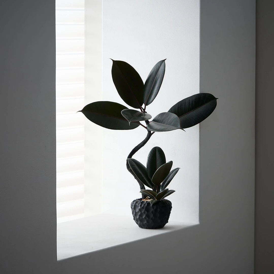 黑金刚橡皮树盆栽室内新款