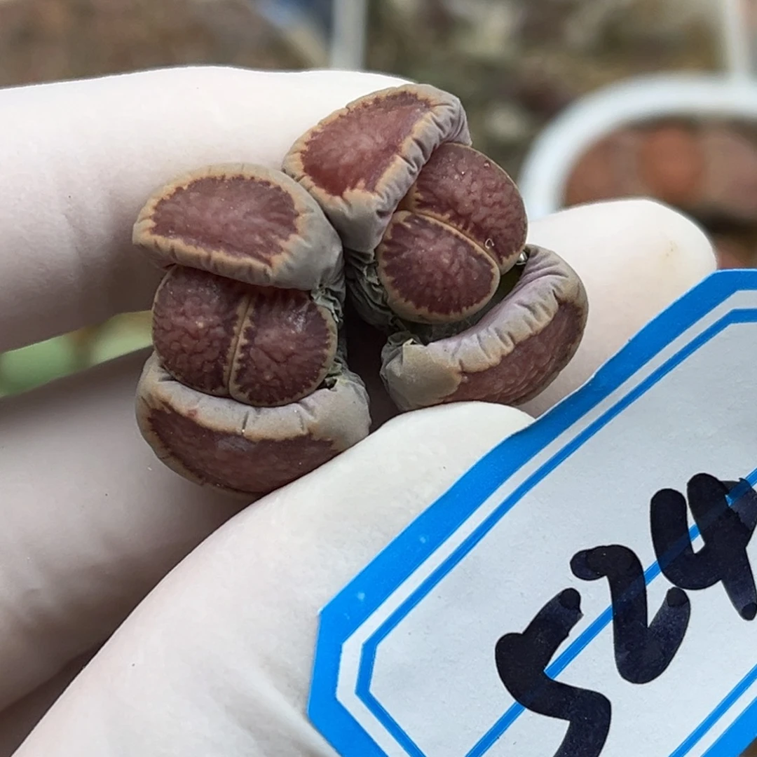 524号一颗很红的双头母本菊