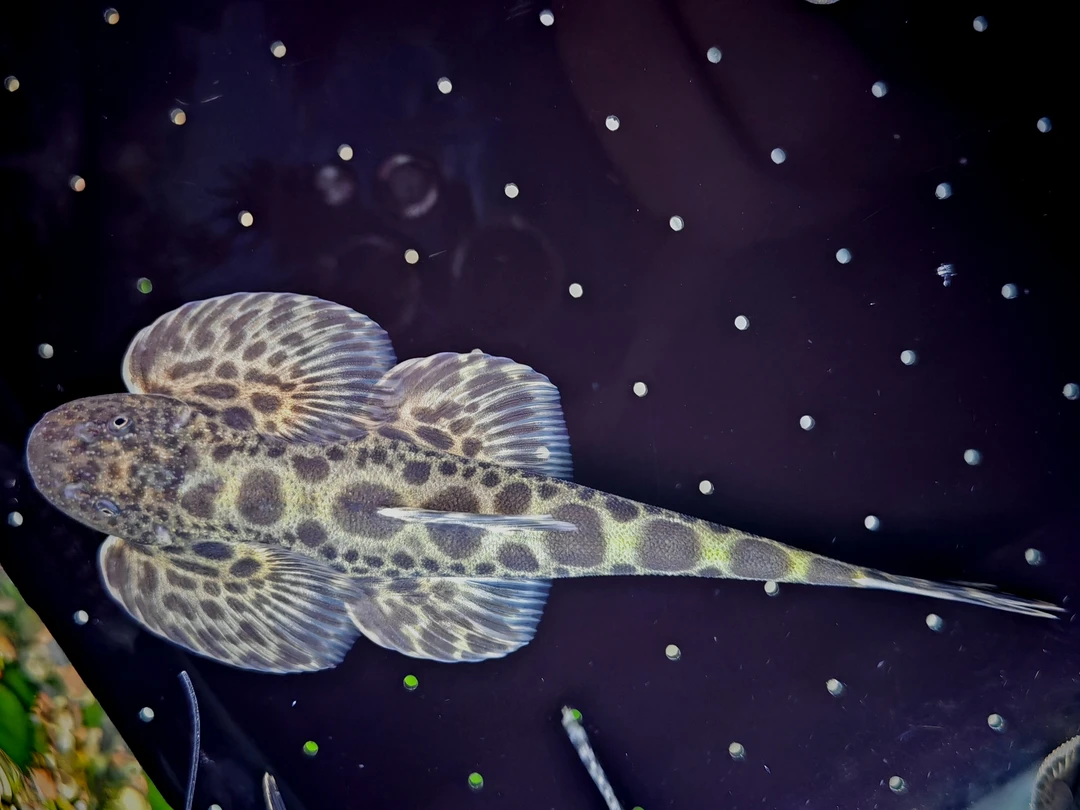 大鳍间吸鳅淡水冷水观赏工具鱼可除藻清洁鱼缸