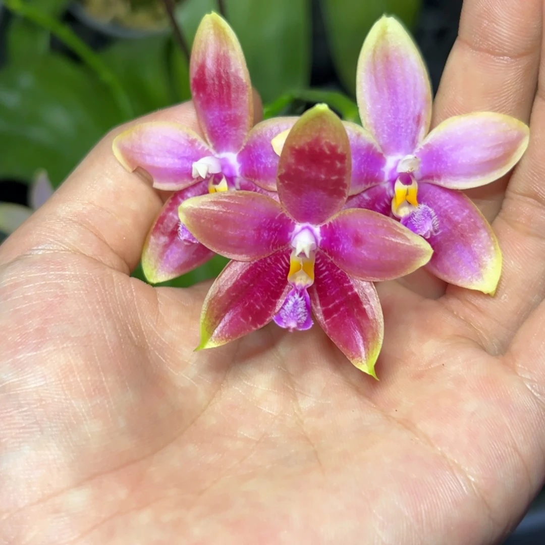 完全开放l067三寸ys1174